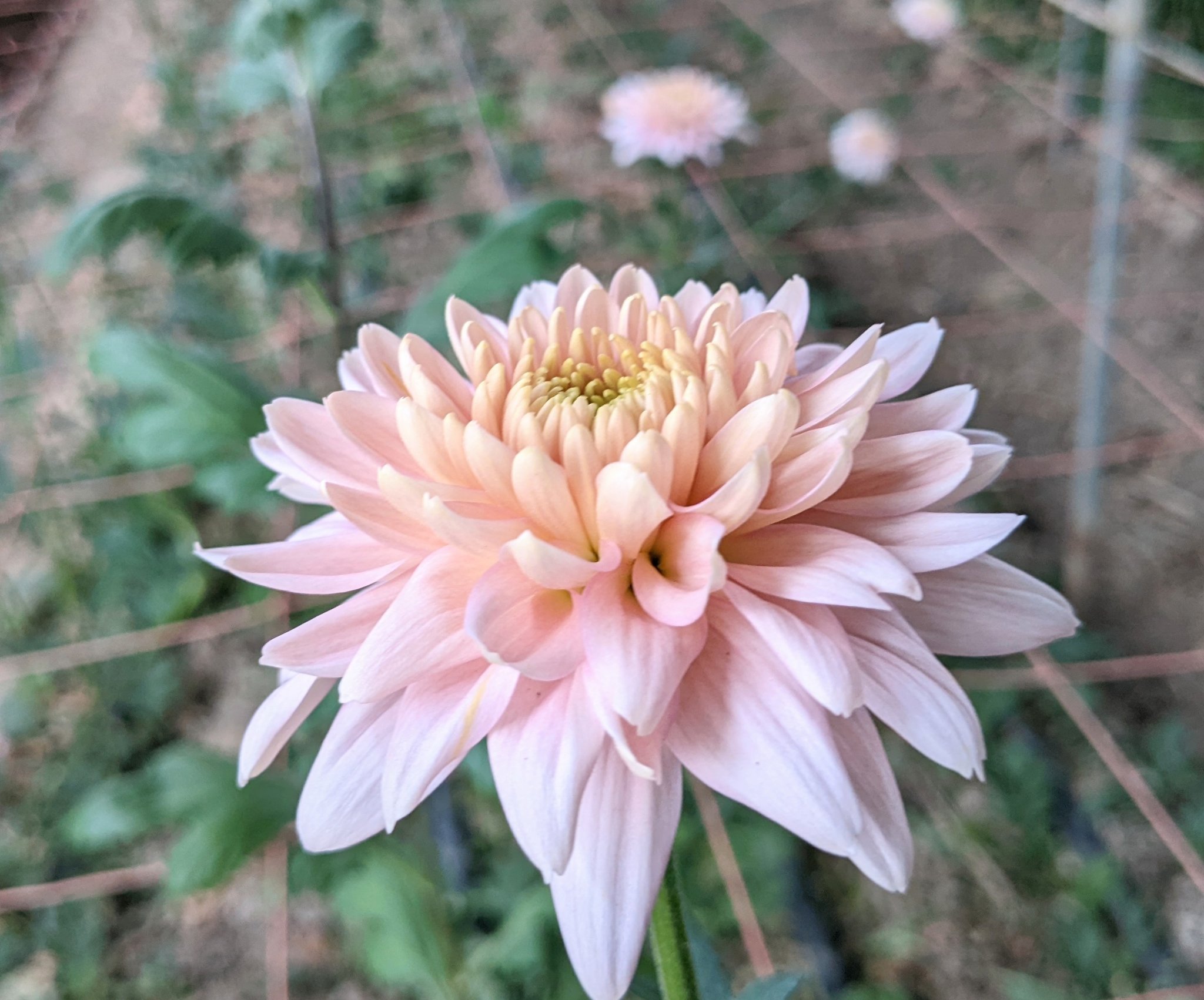 菊 Twitter Search Twitter