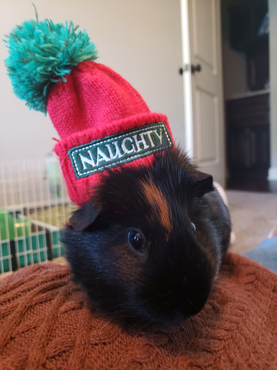jennycox's tweet photo. Small pets and a @KayteeBrand contest? I'm in. My (Not so) Naughty Bear and Sweet Junior. #contest #SmallinShow. #guineapigmom #catmom https://t.co/DJ14UaUnW9