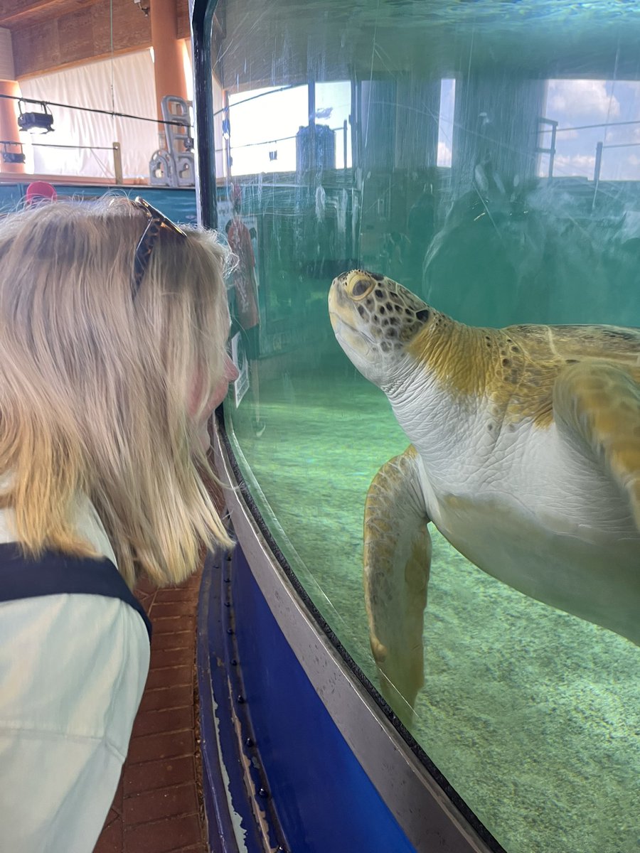 His name is Gerry and I love him! 🐢❤️ #MKBFam <a href="/MKBMavs/">Mockingbird Elem</a>
