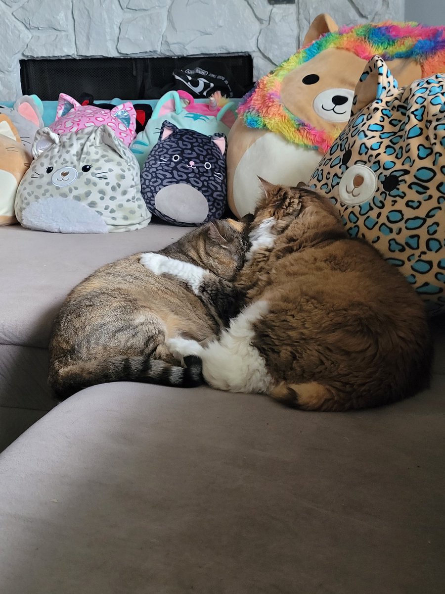 Mel_why_'s tweet photo. Hugs 
#CatsOfTwitter https://t.co/ln9KPX3BsS