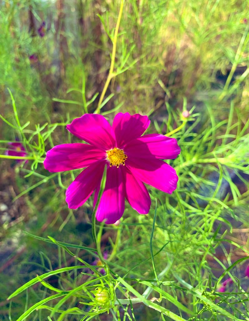 바람불어 흔들리는 게
아니라
들꽃은 저혼자
흔들린다

누구하나 눈여겨
보는사람 없지만
제자리를 지키려
안간힘을 쓰다보니
다리가 후들거려서
떨리는 게다

그래도….
들꽃은 행복했다
왠지 모르게
행복했다

/살아 있다는것-이정하