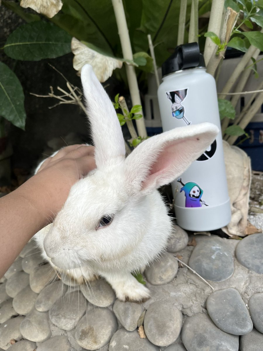 So me and my gf (both irl and nft 😂) went out and touch grass today! Also say hi to my bunny who's also coincidentally named gojo <a href="/elichuz/">degen🅿️rincess {̶🐸,👻}̶</a> 

Peep the <a href="/GhostfaceNFT/">GHOSTFACEKILLA</a> stickers 👻 
#GhostfaceWeek Day 5!