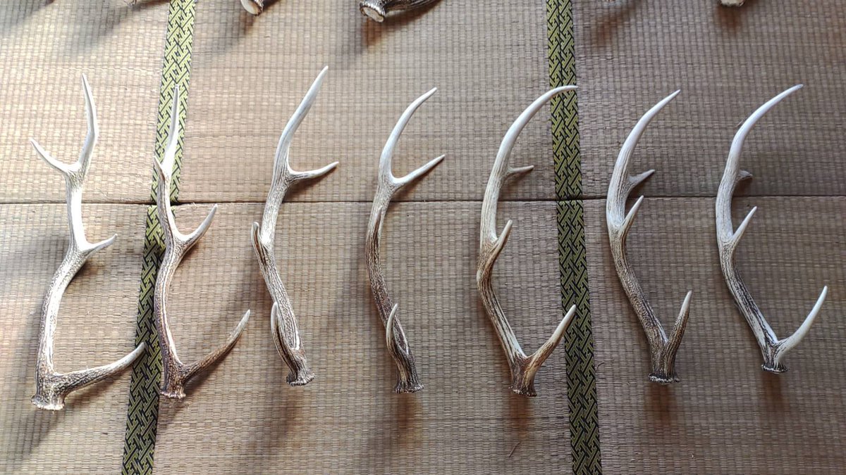 シカのツノ
