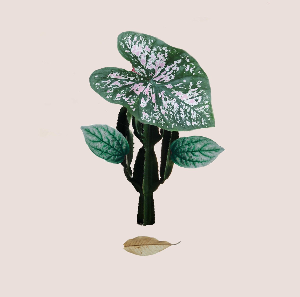 Botanica tweet media