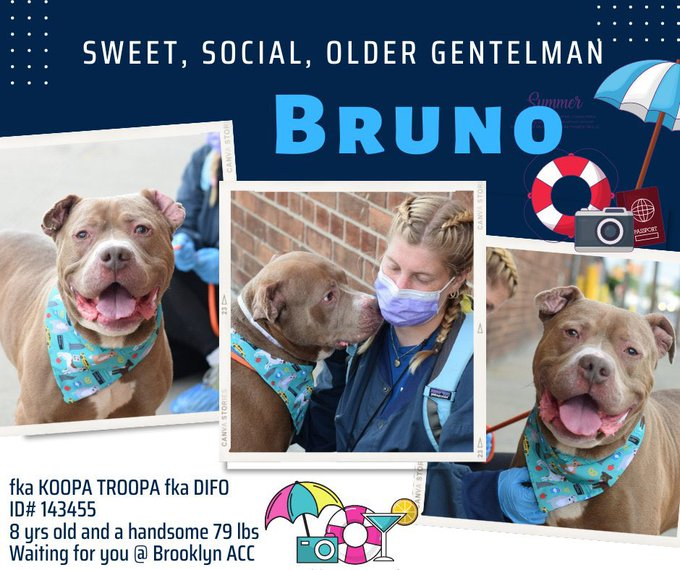 psychicwhisper3's tweet photo. 🆘❌BRUNO 💔 8YRS OLD ID #143455
#NYCACC 😭PAST KILL COMMAND NOW ‼️
🔹A Sweet Calm Dog That Loves Company &
Playing, Now Needs A 2nd Chance To Live🙏&
Have A Happy Life, With His Forever👨👩👧He
Needs An #Adopter #Foster #RtWidely
#PlzPledge2SaveHim 🙏#TwitterVillageHelp https://t.co/RTnm7Ca8Lw