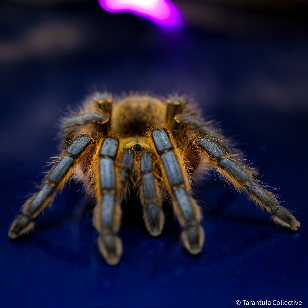 TheTarantulaCo1's tweet photo. Days like today remind me why I like spiders more than people. https://t.co/ipDPVAJJ14