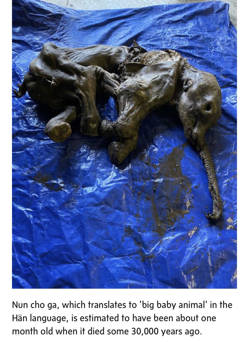 positive4sure's tweet photo. https://t.co/7gy72oNAwR
Mummified baby woolly mammoth emerges from Yukon permafrost
#life #nature #fossils #manmoth #elephant #mummified https://t.co/EJuNTNOmIv