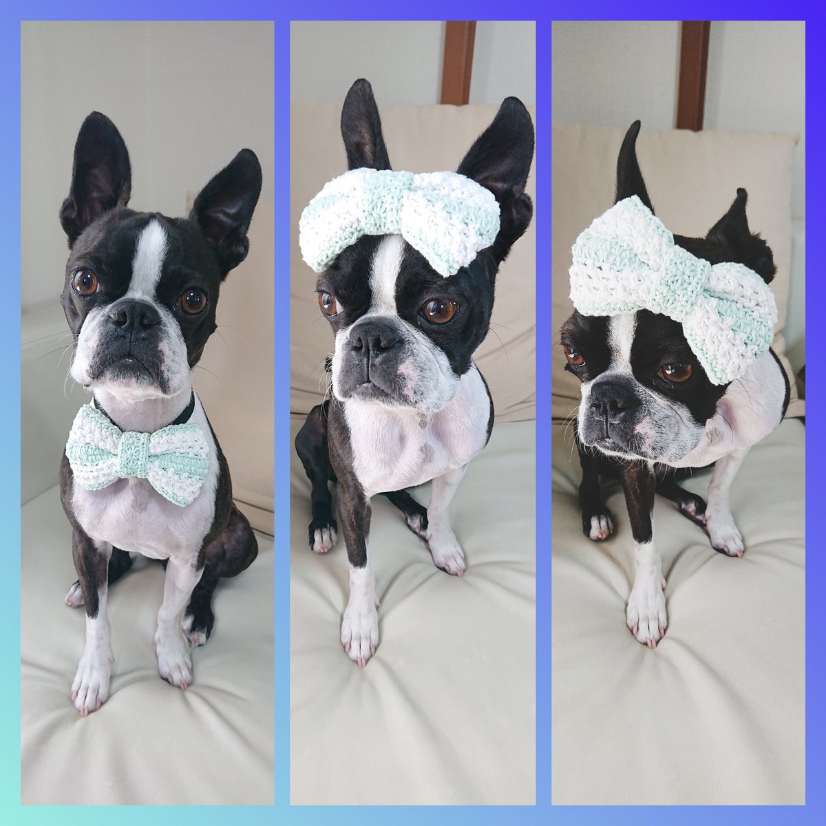 日産純正 犬服オーダー 数量限定りんごブヒ柄タンクフレブル服犬服フレンチ 海外製 Piercecorporationcom