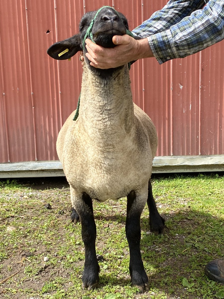 Ben Burtwistle (@burtwistleben) on Twitter photo Lot 231 in the all Canada Sheep Classic July 9th in Ancaster Ontario. Burtwistle 31J slick shorn yearling Suffolk ram. Lot 231 in the all Canada Sheep Classic July 9th in Ancaster Ontario. Burtwistle 31J slick shorn yearling Suffolk ram.