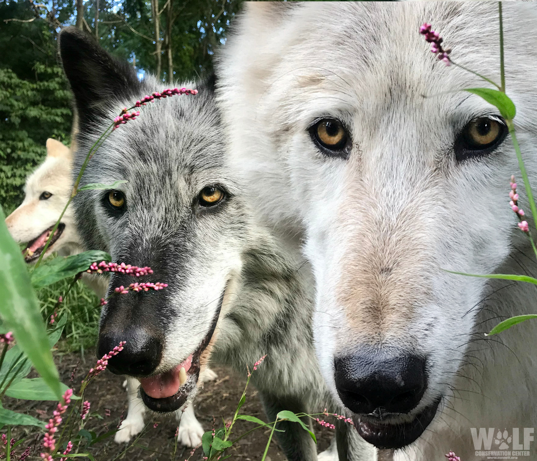 nywolforg's tweet photo. Squad up. 🐺🐺🐺 https://t.co/XMYnF3xEPi