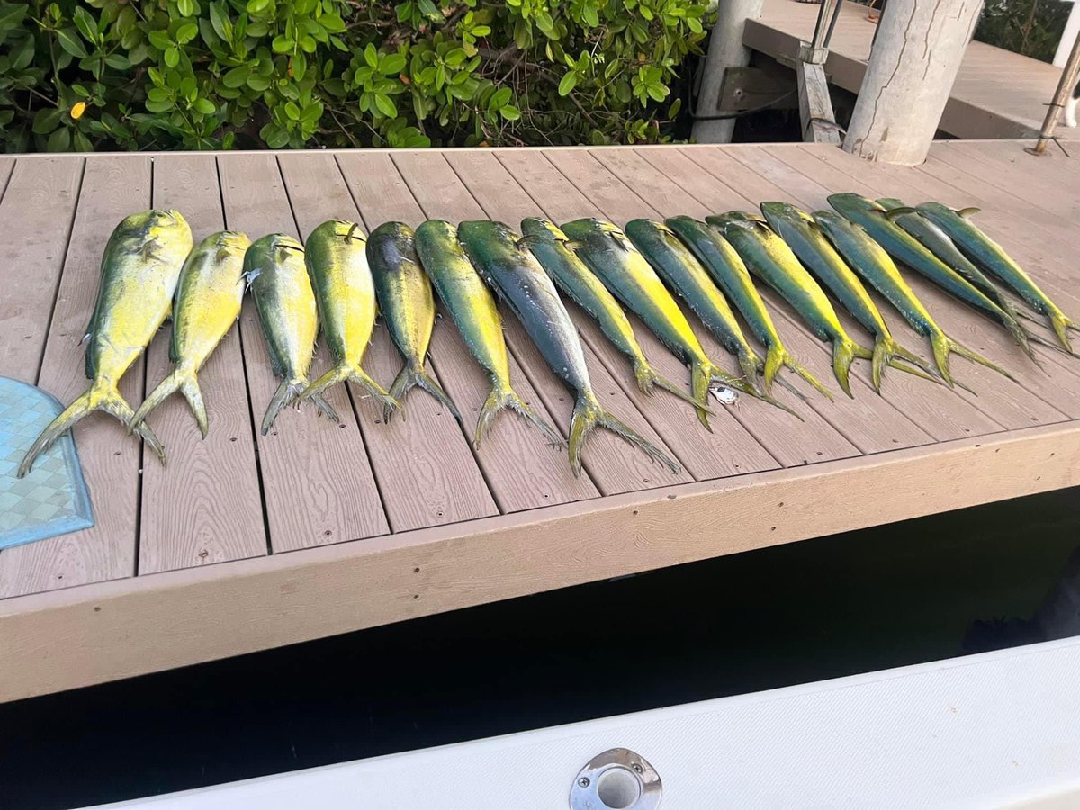 “If you give a man a fish, you feed him for a day. If you teach a man to fish, you feed him for a lifetime.” 
We had an amazing time fishing in the Atlantic Ocean yesterday! We caught 17 mahi-mahi!