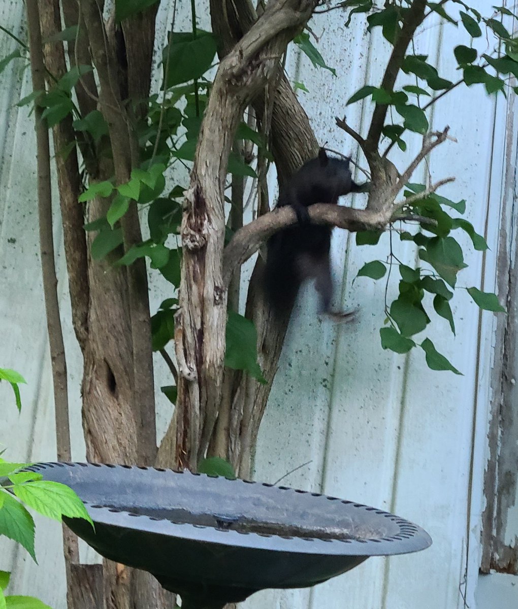 stephgray88's tweet photo. A hopeful thing about today, in the wake of the Roe v. Wade news from the south, was the outrage I heard and read from young men I know - both Canadian and American. Thank you for that. We need you for this.
#useyourvoice #useyourvote #notover #hanginthere #dailysquirrel https://t.co/DQ3t9i0A4p