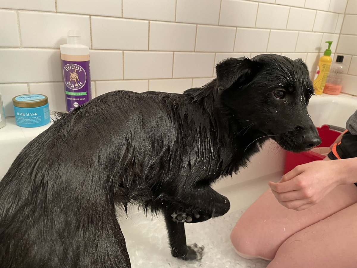 pickled_ish's tweet photo. @murpsarah Oh and here’s one of him during his first bath, clearly just the worst experience of his life lol https://t.co/XoCrSWK9Iy