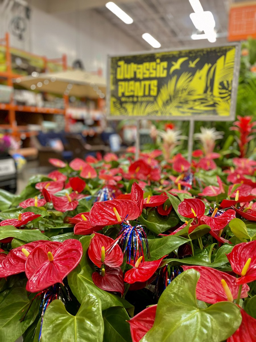 ValerieDiazTHD's tweet photo. 🇺🇸💙🤍❤️ Get an early start and shop for all the cool 4th of July Savings here at the La Habra Home Depot! See you soon! ❤️🤍💙🇺🇸 #OneTeam #pacsouth #district171 https://t.co/doh7pTMp2I