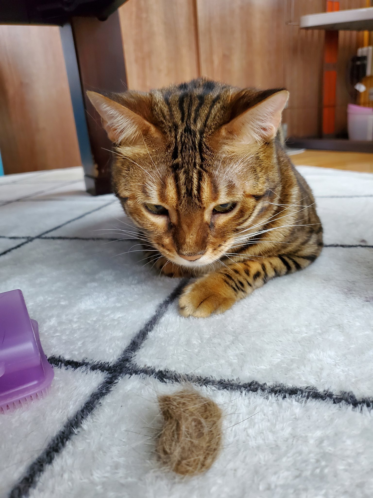 تويتر メイ على تويتر ラキもブラッシングできたんだけれど直ぐに飽きてイライラしてきたのか尻尾をパタパタしてきて終了 猫 ねこ Neko Cat 猫好き 猫好きさんと繋がりたい 猫のいる暮らし にゃんすたぐらむ ベンガル ベンガル猫 リアルキャット تويتر メイ على تويتر ラキもブラッシングできたんだけれど直ぐに飽きてイライラしてきたのか尻尾をパタパタしてきて終了 猫 ねこ Neko Cat 猫好き 猫好きさんと繋がりたい 猫のいる暮らし にゃんすたぐらむ ベンガル ベンガル猫 リアルキャット