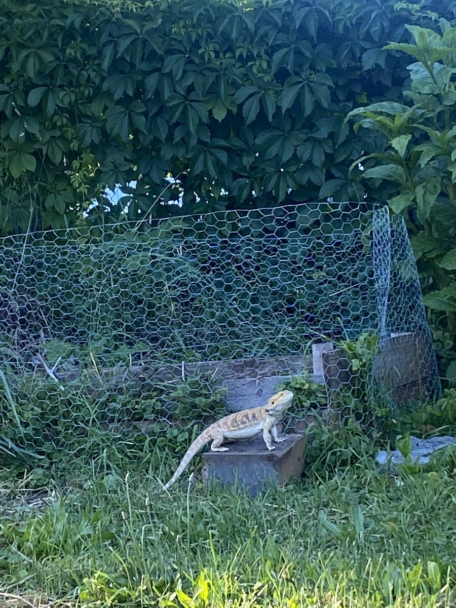 Sphinxportal's tweet photo. Spent sometime outside with my favorite little lady ❤️🥰 #beardeddragon #pets #cutepets https://t.co/o4f9Futo3E