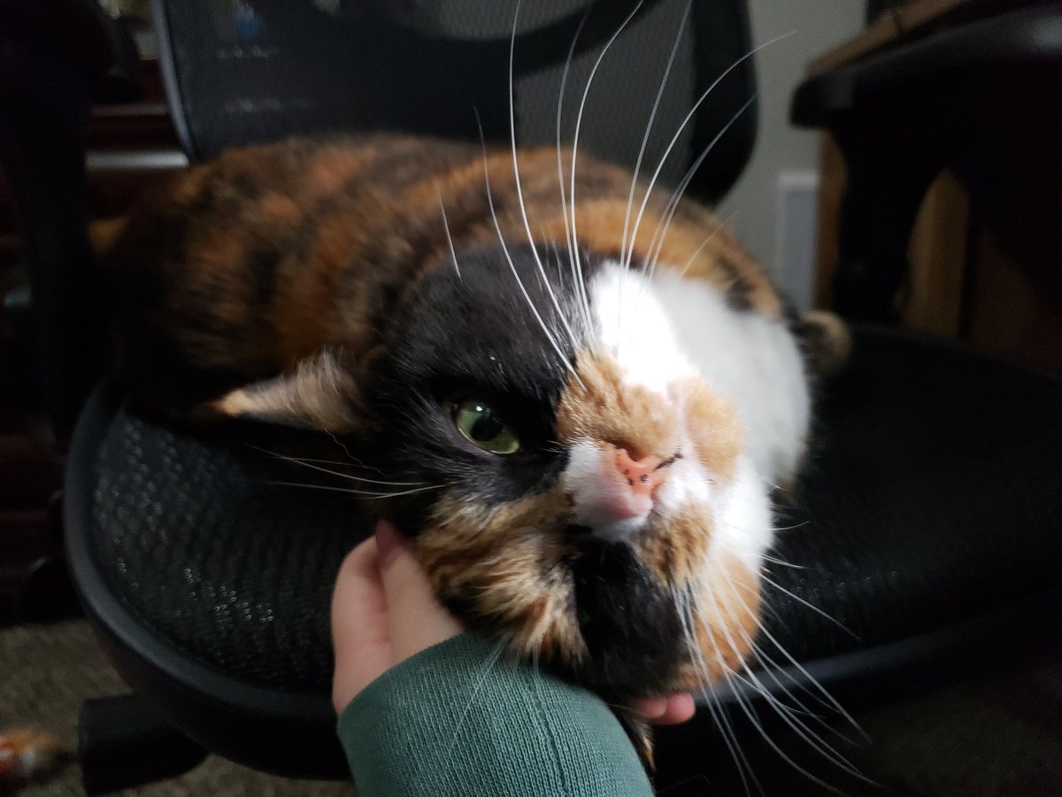 nonstickcat's tweet photo. Head scritches for the baby 😍 #CatsOfTwitter  #cats https://t.co/76UgWyypyj