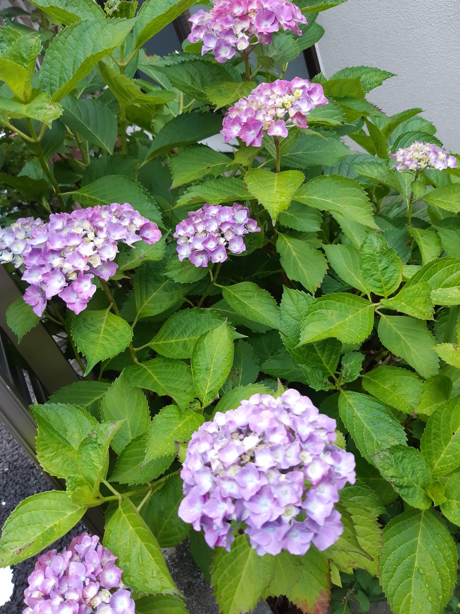 NJlVZyOEvNt8T5H's tweet photo. おはようございます
外に出て
空を見上げた
雨上がりの空
少しだけ
青空が見えたよ
おもいっきり深呼吸
少し肌寒いけど
気持ち良いよ
紫陽花
綺麗に咲いたね🌸
心
癒される
束の間の時間🍀
今日は忙しくなるよ
皆さん
素敵な1日を
過ごしてね😊🍀
#チャン・グンソク
#同じ空の下
#Bloomig https://t.co/ShnrwdzhXi