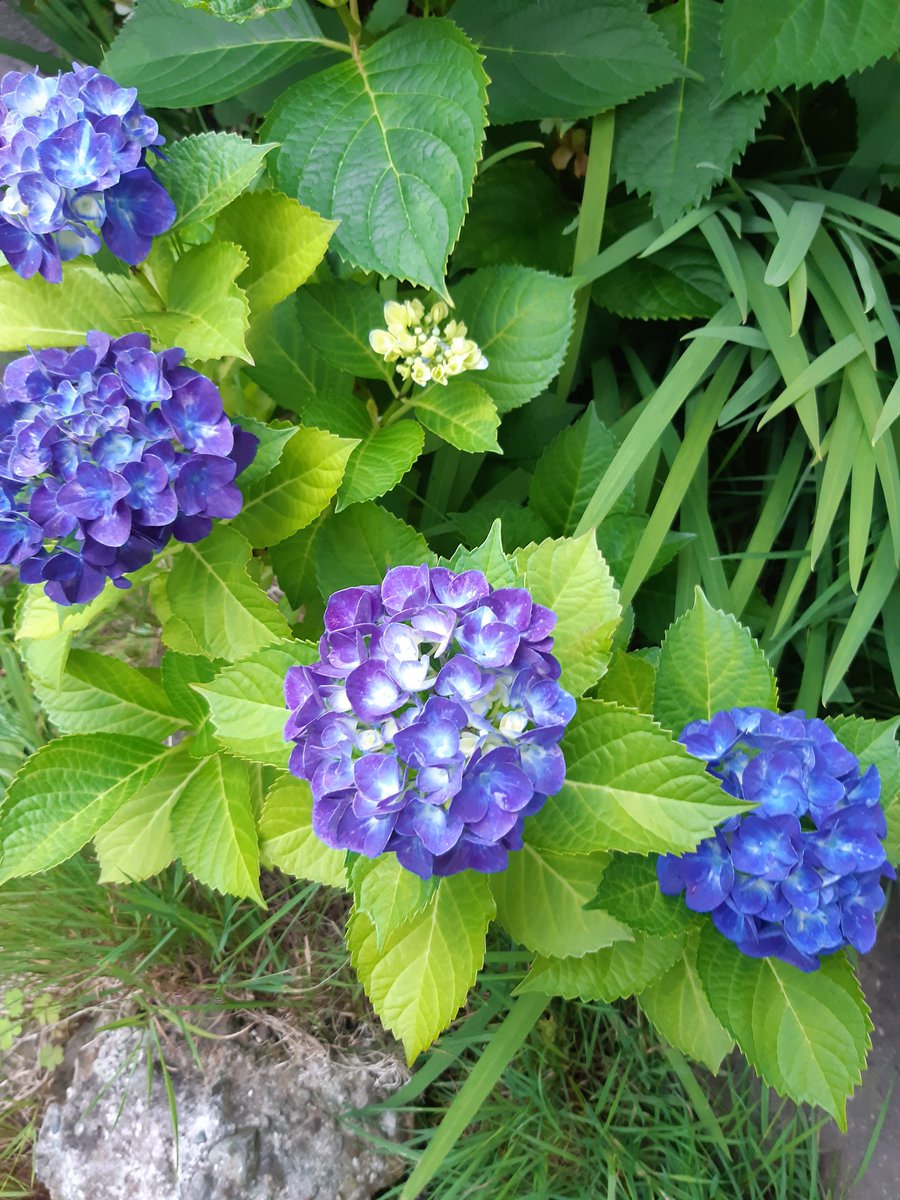 NJlVZyOEvNt8T5H's tweet photo. おはようございます
外に出て
空を見上げた
雨上がりの空
少しだけ
青空が見えたよ
おもいっきり深呼吸
少し肌寒いけど
気持ち良いよ
紫陽花
綺麗に咲いたね🌸
心
癒される
束の間の時間🍀
今日は忙しくなるよ
皆さん
素敵な1日を
過ごしてね😊🍀
#チャン・グンソク
#同じ空の下
#Bloomig https://t.co/ShnrwdzhXi