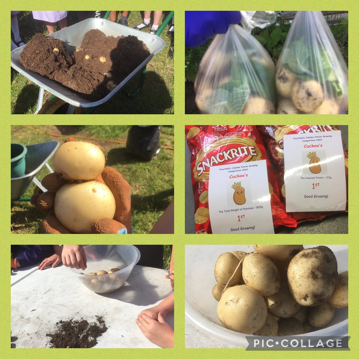 PaulaWarrener's tweet photo. Fourfields annual class potato growing competition 2022. Sixteen classes and 21kg 984g of potatoes harvested! 👩🏼‍🌾 @FourfieldsSc @RHSSchools @ZephaniahLindo https://t.co/H8zDqAS0KA