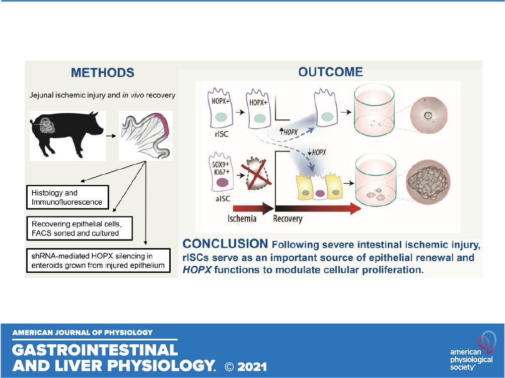 🎧A new episode is out! 🎧

Got Guts: #HOPX+ injury-resistant intestinal stem cells drive epithelial recovery after severe intestinal #ischemia

#ajpgi would like to thank <a href="/GonzalezLiara/">Liara Gonzalez</a> for joining us 

ow.ly/zWou50JH43O 
<a href="/GonzalezLabNCSU/">Gonzalez Lab</a>  <a href="/NCStateVetMed/">NC State Vet Medicine</a>  #StemCell