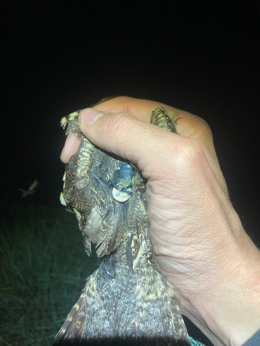 Ruben Evens (@revnj) on Twitter photo Update: <a href="/MichielLat/">Michiel Lathouwers</a> has earned himself a “bakske Karmeliet”. No GPS logger, but an activity logger containing two years of flight activity, pressure, temperature and light data!! <a href="/Vogelwarte_scie/">Vogelwarte_Science</a> Update: <a href="/MichielLat/">Michiel Lathouwers</a> has earned himself a “bakske Karmeliet”. No GPS logger, but an activity logger containing two years of flight activity, pressure, temperature and light data!! <a href="/Vogelwarte_scie/">Vogelwarte_Science</a>