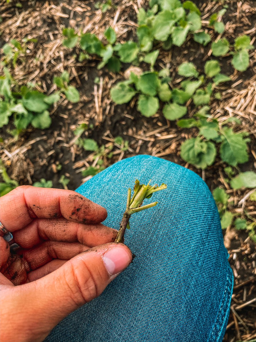 talissa_munce's tweet photo. came across a couple of these little buggers today scouting π±π
some key things to remember when looking for signs of Cutworms in your field:
- chewed stems & plants lying flat
- squish test: green insides mean active feeding
- bring a trowel for digging #agbugchat https://t.co/Z1ngYlHYXT