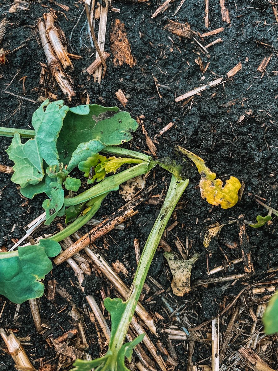 talissa_munce's tweet photo. came across a couple of these little buggers today scouting π±π
some key things to remember when looking for signs of Cutworms in your field:
- chewed stems & plants lying flat
- squish test: green insides mean active feeding
- bring a trowel for digging #agbugchat https://t.co/Z1ngYlHYXT