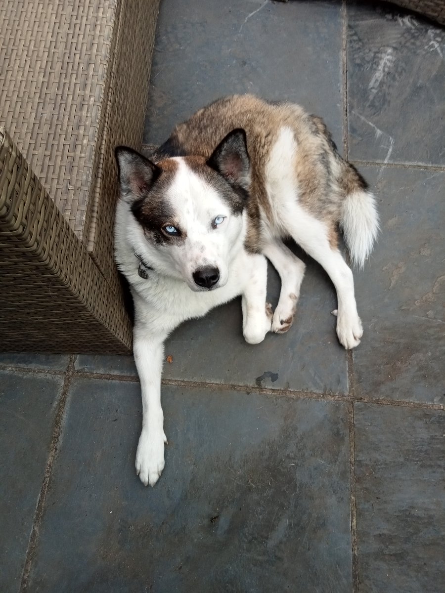 RabidSquirrel5's tweet photo. I have had Cujo for 10 months. He likes beer. This dog helped himself to almost half my pint of beer tonight, in a local pub, before I could stop him and give him water! Most of the customers in the beer garden witnessed it and were highly amused. https://t.co/ZhHnr646uk