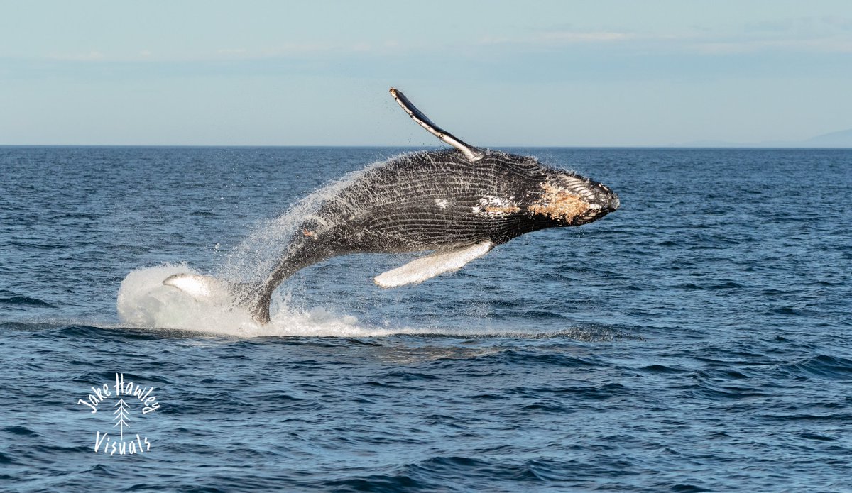 ThePWWA's tweet photo. The forecast is calling for sunny skies and warm temperatures all weekend, and the whale forecast looks just as promising. Bigg's killer whales, humpbacks, grays, and minke whales have all been spotted this week in the Salish Sea. #GetOnABoat! 😎

📷: Jake Hawley, @orcaspiritvic https://t.co/G7OtqUFLmo