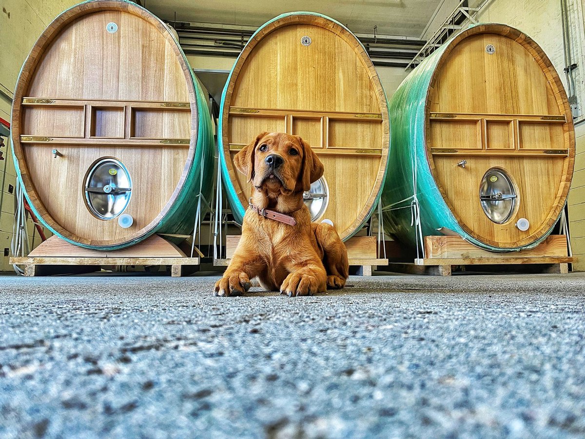 SLO CAL has some of the cutest pups in California, trust us! Vacation pooches, wine dogs, and even seal pups (😉)! 

📸: IG/adventuresoflouisandclarke, IG/asher_and_oliver_aussies, IG/tablascreek