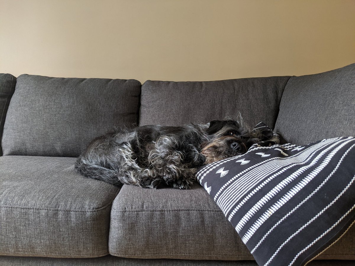 ella_eheheh's tweet photo. @cindylouywg Halloumi hopes you're logging off for r&amp;r soon https://t.co/NoqdbtULgs