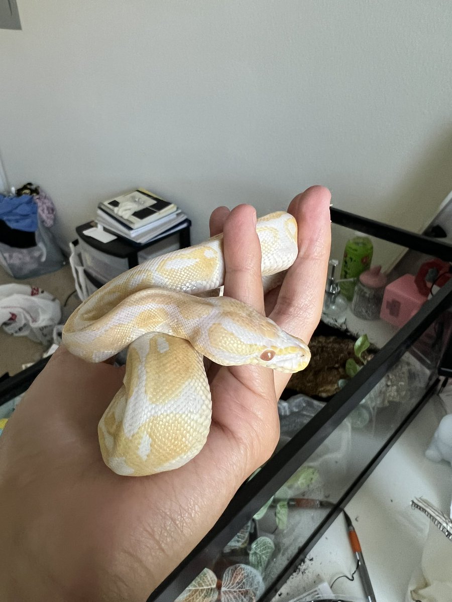 my new little buddy :))))