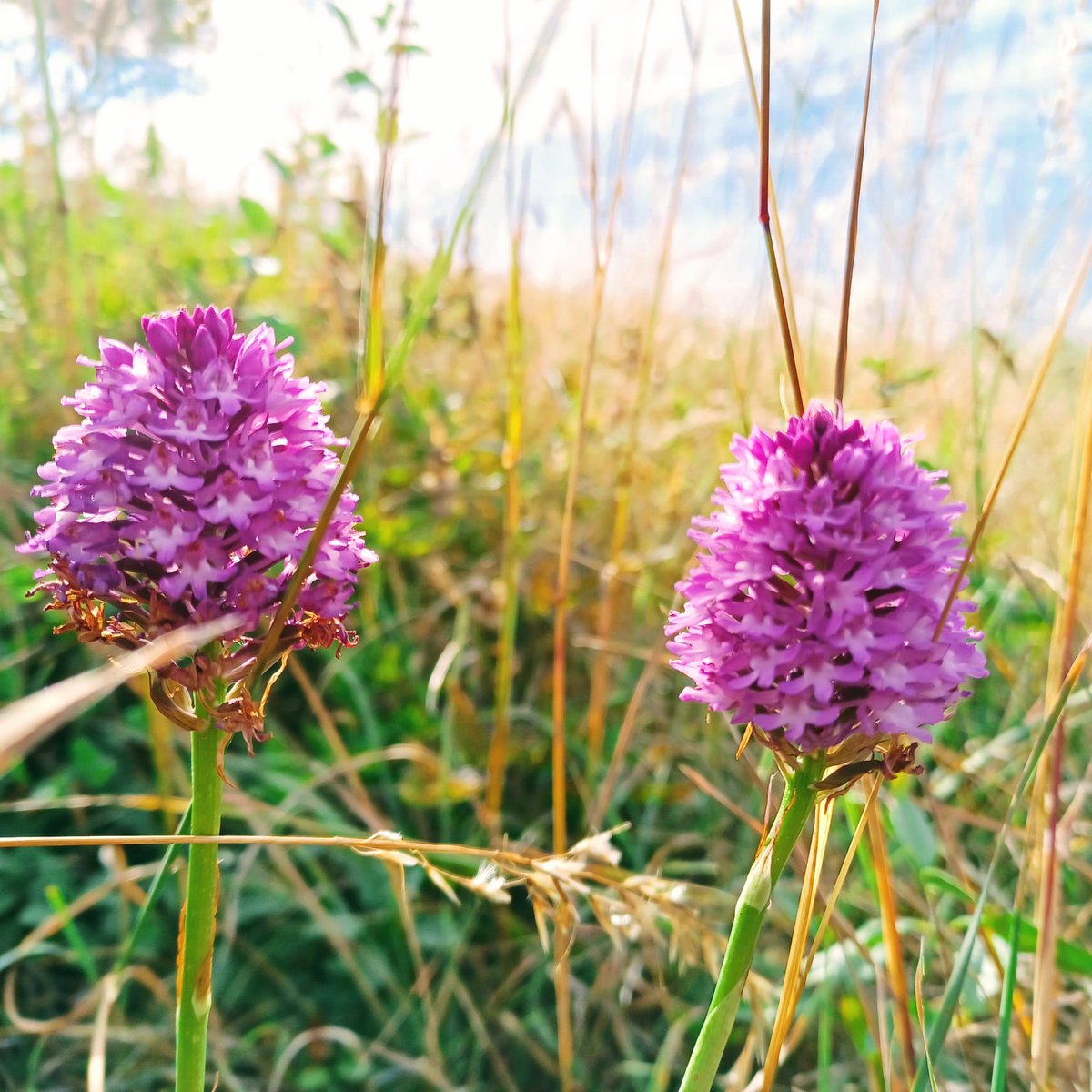 BerryHeadRanger's tweet photo. The grasslands at Berry Head are full of wild flowers. Pyramidal orchids and knapweed can be found flowering across the headland, both of which are firm favourites with the bees and butterflies.
#wildflowers #pyramidalorchids #knapweed https://t.co/5t2wNw9fqb