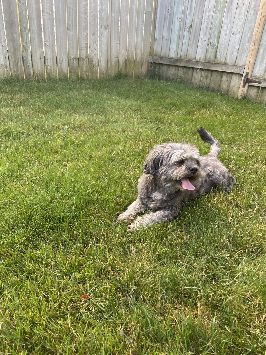 Carlo Fusco tweet media