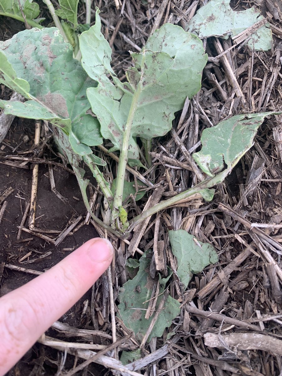 FE_SPrairies's tweet photo. A snapshot of some of the damage I seen today. The hail swath is pretty accurate to where we can find damage in the field. @farmers_edge making hail scouting more efficient. https://t.co/O2L997WmPe