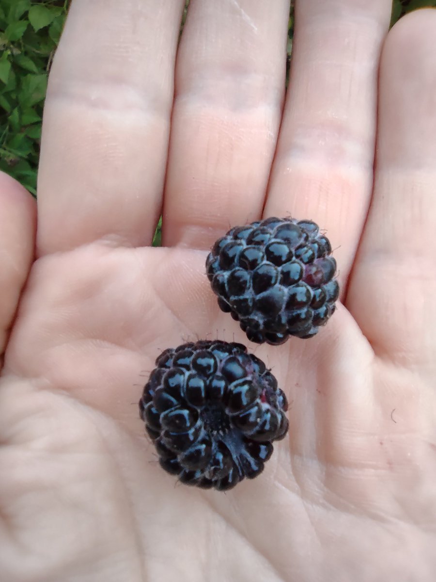 sassy0982's tweet photo. Wer von euch hat schonmal schwarze Himbeeren gegessen?

#Himbeeren #keinebrombeeren #Garten #gardening #gardenlife #superlecker #special https://t.co/GO2qyi6mys