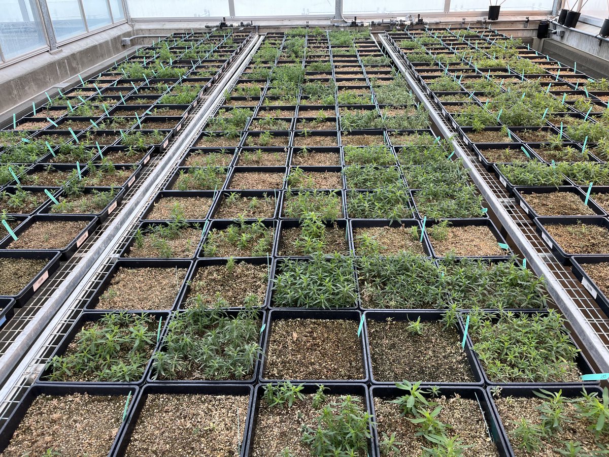 Charles Geddes tweet media