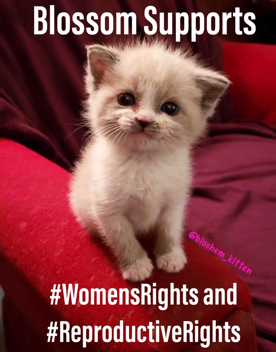 biochem_kitten's tweet photo. #mybodymychoice #WomensRights #reproductiverights #prochoice #blossom https://t.co/9QdHXQTns0