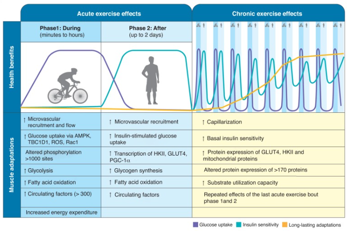 #Exercise is a powerful means to maintain #health, prevent #disease, and even act as #medicine for a wide range of non-communicable 
diseases.

Clear comparison between #acute and #chronic effects of exercise.

#exerciseismedicine #Physiology 
sciencedirect.com/science/articl…