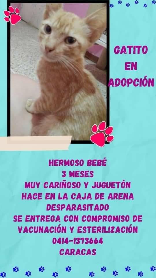 PerroUsuario's tweet photo. Hermoso 🐈 #BuscaHogarResponsable CARACAS https://t.co/K58w0XLYmp