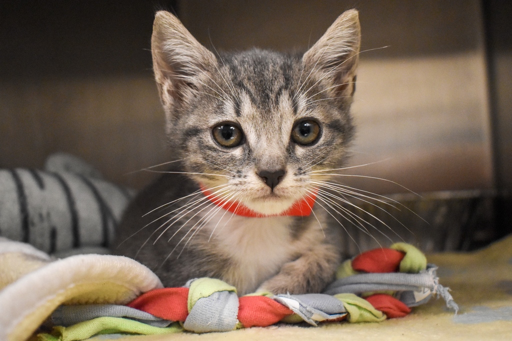 PeggyAdamsARL's tweet photo. ‼ URGENT: Cat/Kitten Adopters Needed ‼

We are at full capacity for cats and kittens with 575 cats in our care. If you're considering adoption, please act now so we can continue taking in cats in need!

Walk in any day 11-6 or see adoption profiles at https://t.co/JPxcAQIqLU https://t.co/Uasu24lWLS