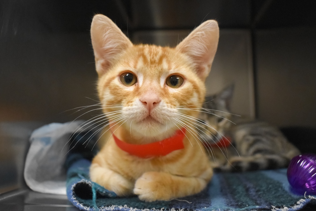 PeggyAdamsARL's tweet photo. ‼ URGENT: Cat/Kitten Adopters Needed ‼

We are at full capacity for cats and kittens with 575 cats in our care. If you're considering adoption, please act now so we can continue taking in cats in need!

Walk in any day 11-6 or see adoption profiles at https://t.co/JPxcAQIqLU https://t.co/Uasu24lWLS