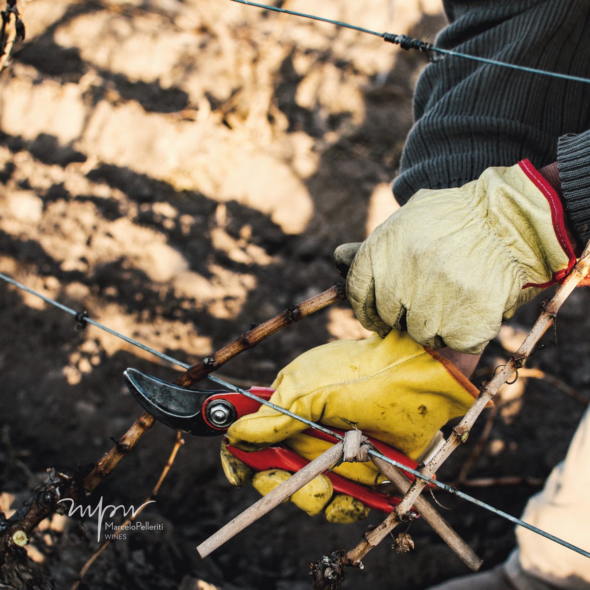 MPelleritiWines's tweet photo. Días de poda.
¿Sabés por qué se hace?
Es una labor fundamental del ciclo de la viña. ya que se realiza para que la planta manifieste el equilibrio deseado en relación a la canopia y a los futuros racimos. 🍇
#PostalesdeinviernoMPW
#MPWines #invierno #poda #Mendoza #Argentina https://t.co/YTHo9USueo