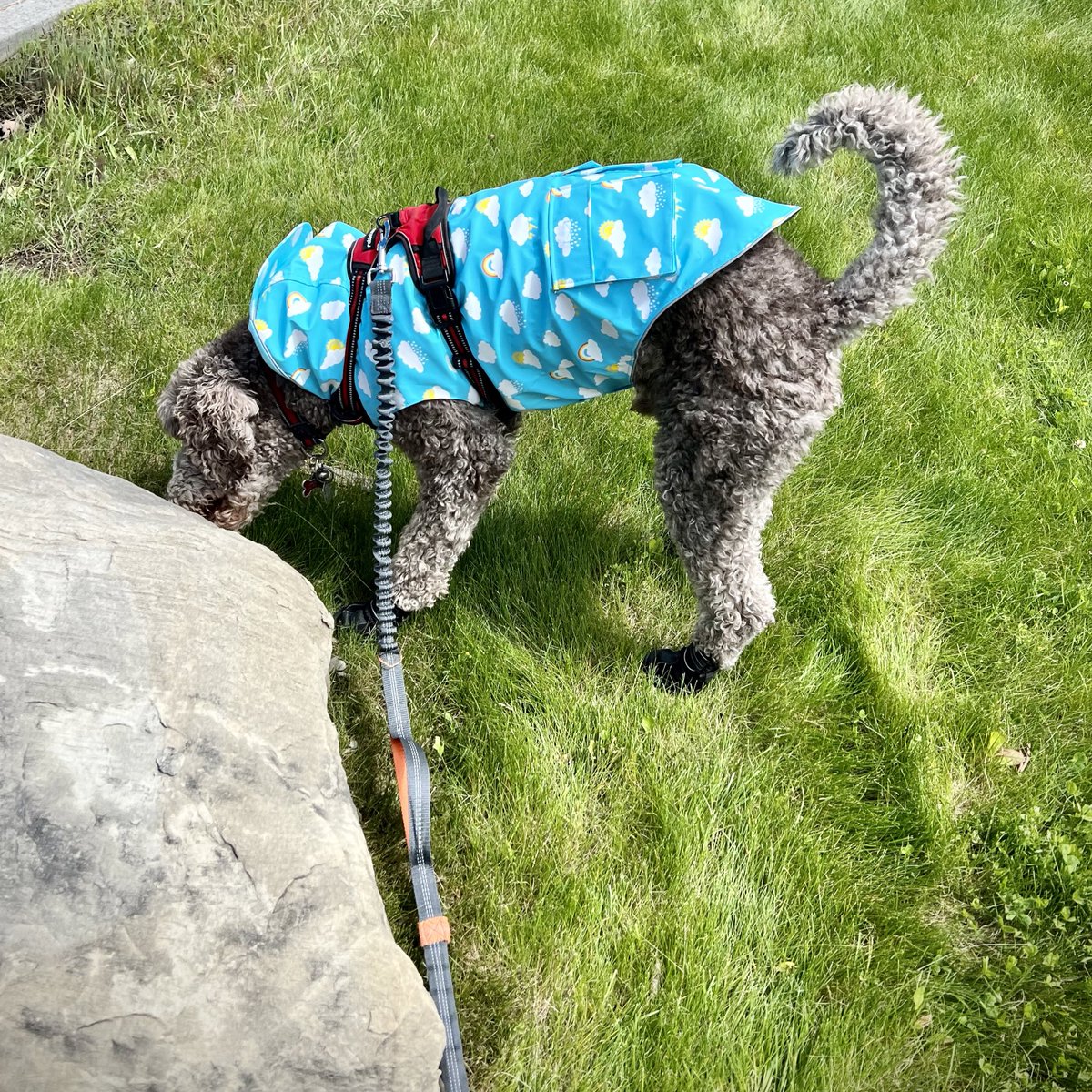 Ryan_the_Spoo's tweet photo. Hmmm, what’s this we have here? A place that needs my markings! #spoogram #spoo #norainformyrainjacket https://t.co/krxrAL2TrH