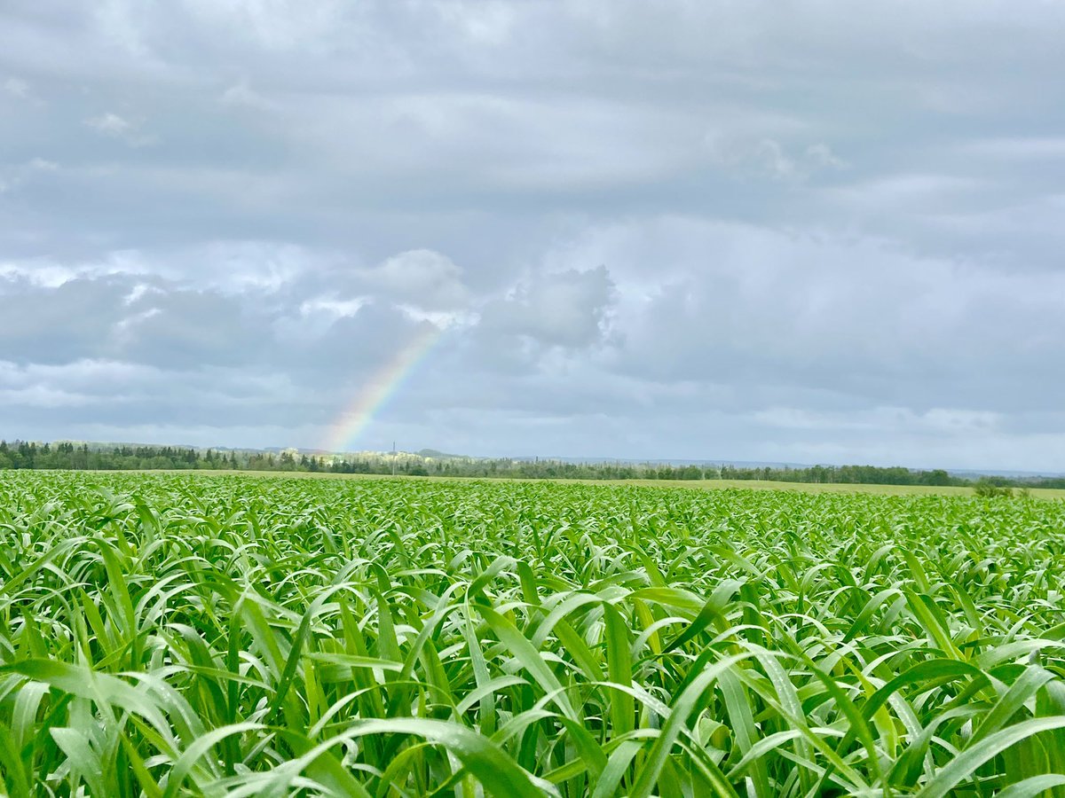 Hopefully the last rainbow for a couple weeks to give us enough time to put some #fungicide down 

#agronomy #scout22