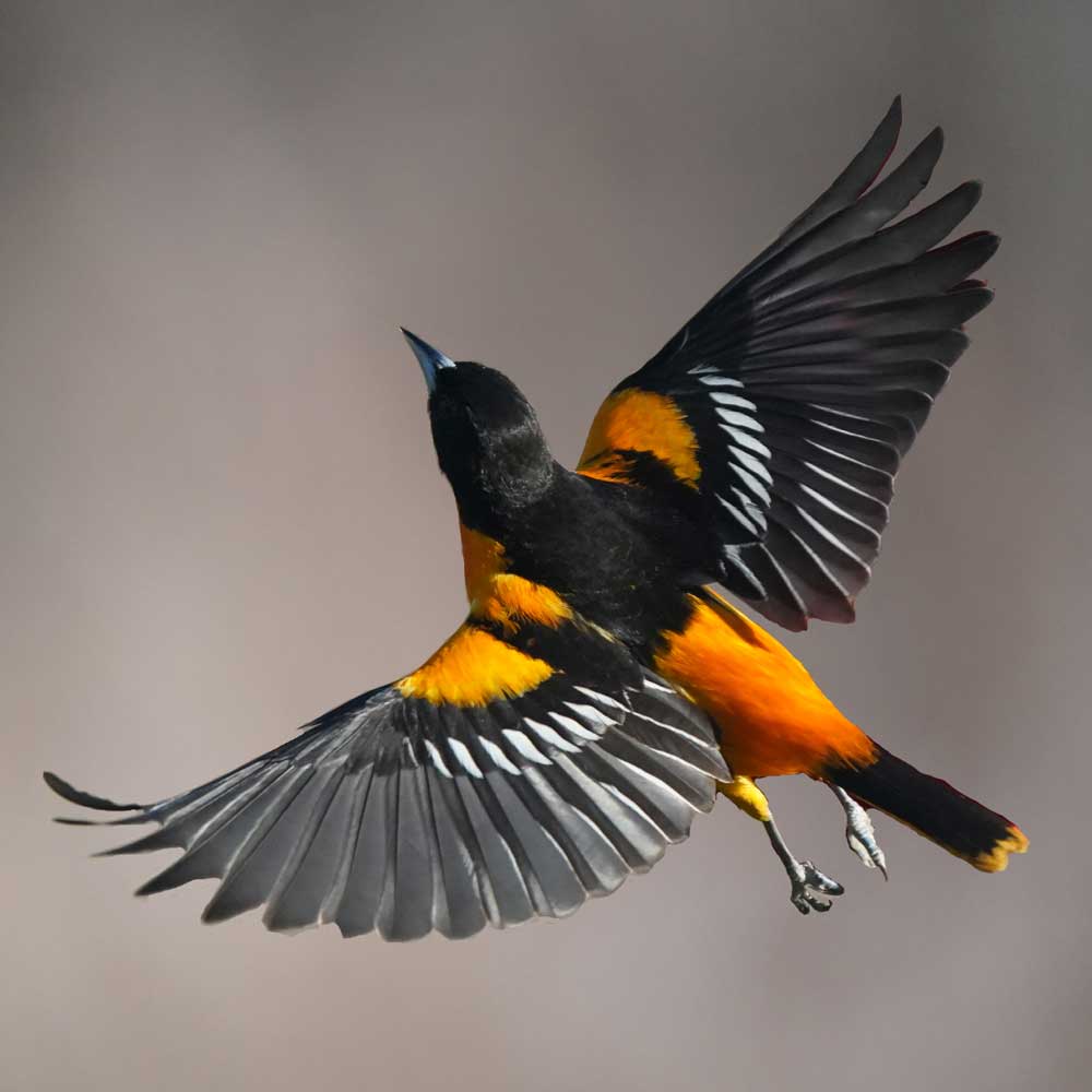 Did you know...

What keeps a bird up in the air is the shape of its wings. The first humans to discover how birds stay aloft were Australian Aborigines when they invented the boomerang.