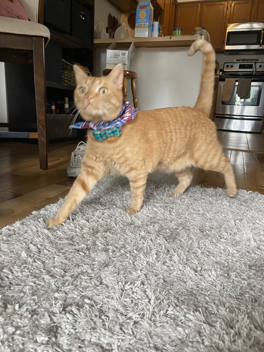 findfearless's tweet photo. My cat hates pictures but loves the Avs, let’s go Game 5! #ColoradoAvalanche #GoAvs #Game5 #StanleyCup #CoAvs #GoAvsGo  #FindAWay https://t.co/t2novvSdAc