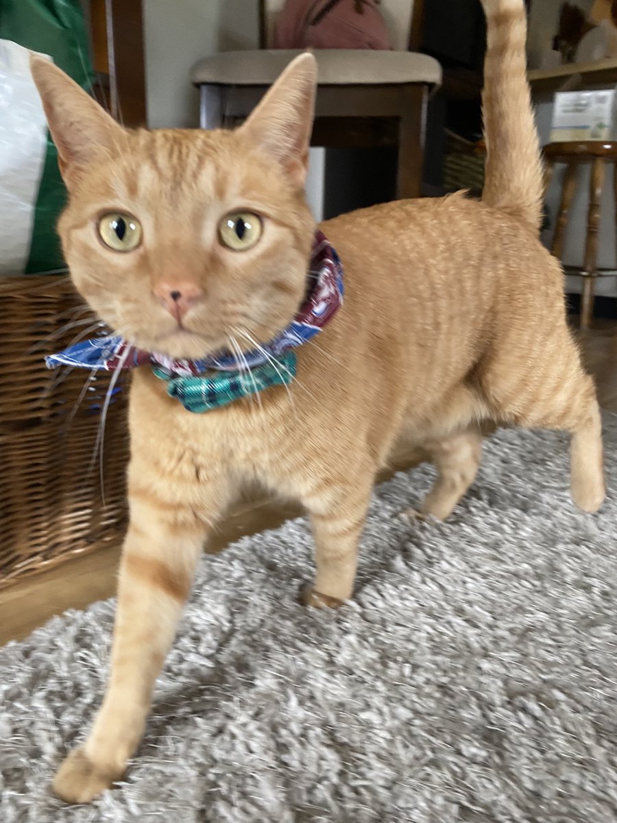 findfearless's tweet photo. My cat hates pictures but loves the Avs, let’s go Game 5! #ColoradoAvalanche #GoAvs #Game5 #StanleyCup #CoAvs #GoAvsGo  #FindAWay https://t.co/t2novvSdAc