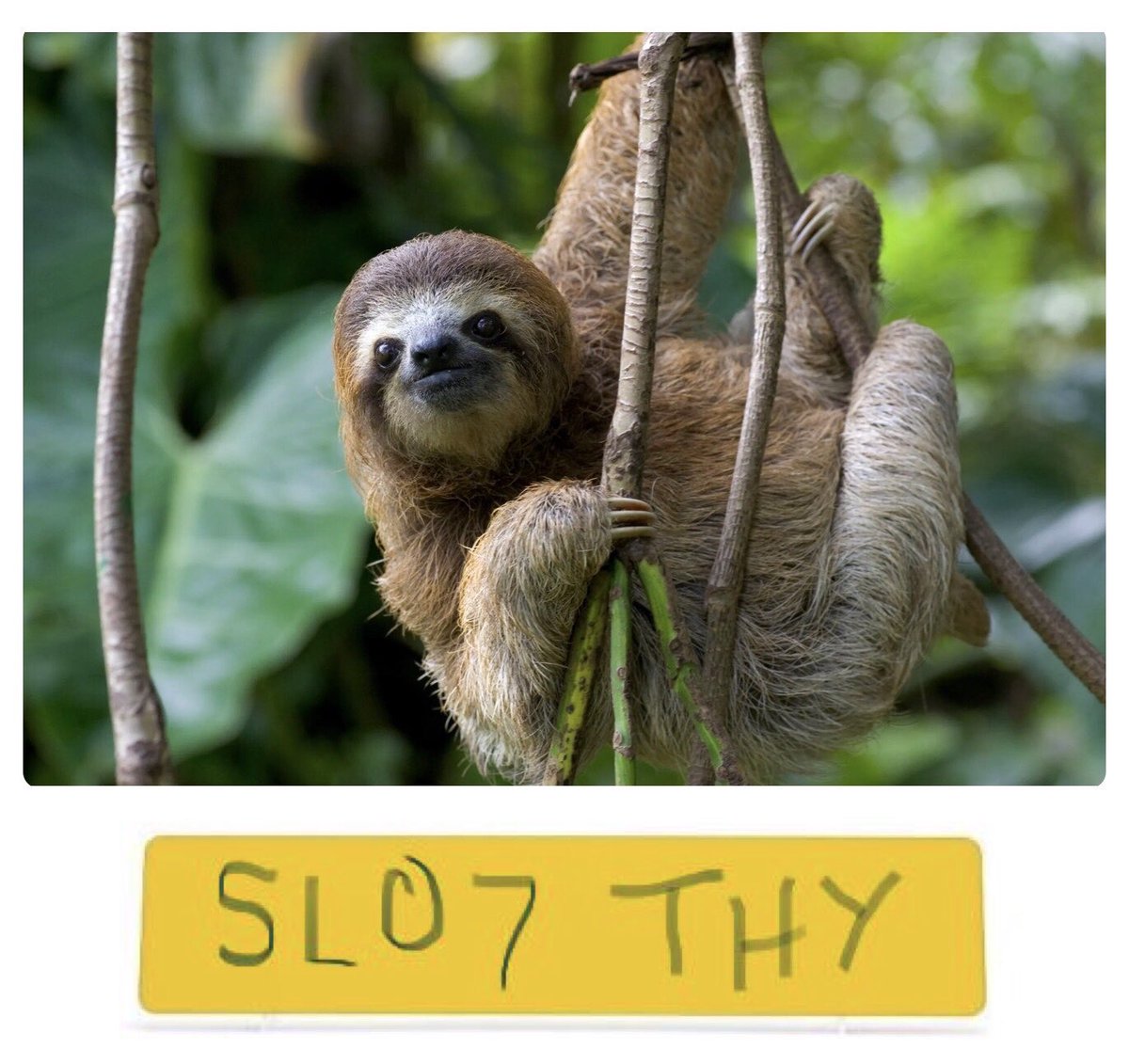 FaithESpinks's tweet photo. This evening I drove home behind the best car number plate! 😆
#SlothGoals https://t.co/cAaCKaucNq